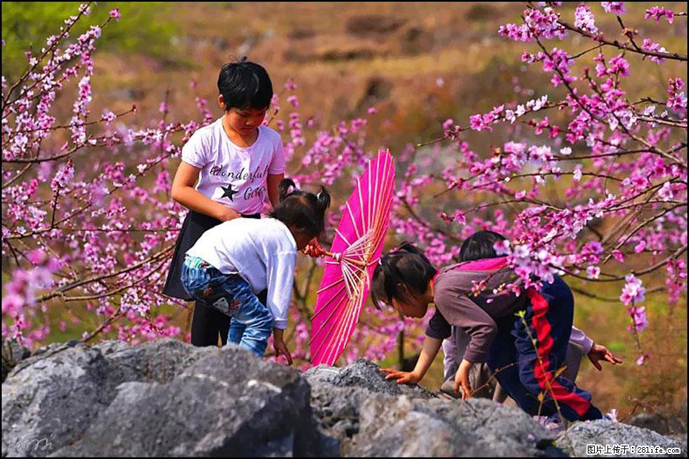 【春天，广西桂林灌阳县向您发出邀请！】望月岭上桃花开 - 游山玩水 - 三门峡生活社区 - 三门峡28生活网 smx.28life.com