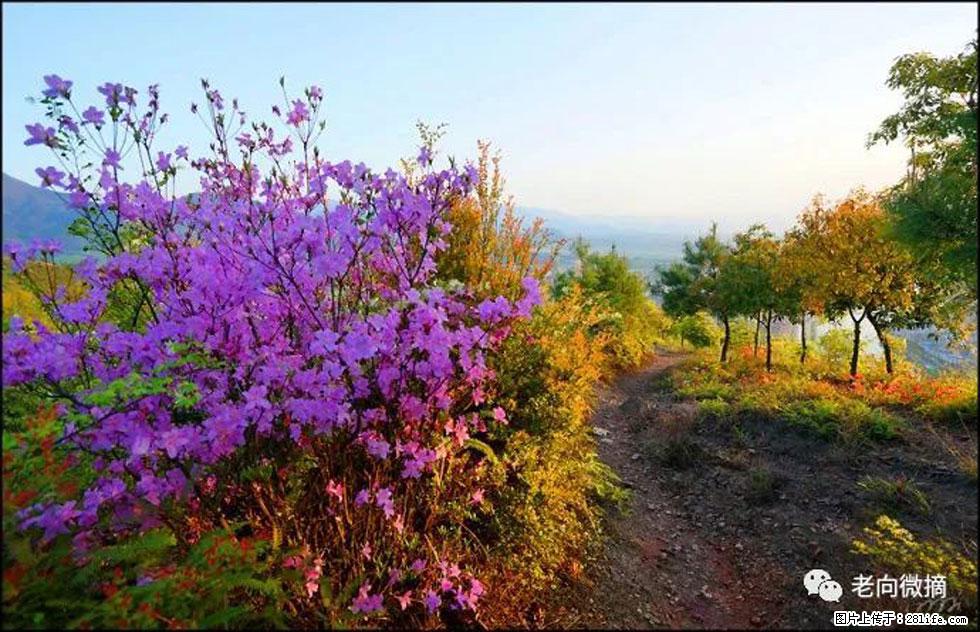 【春天,广西桂林灌阳县向您发出邀请!】登麒麟山,相约映山红 - 游山玩水 - 三门峡生活社区 - 三门峡28生活网 smx.28life.com
