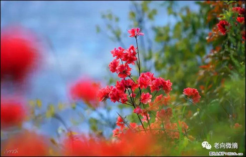 【春天,广西桂林灌阳县向您发出邀请!】登麒麟山,相约映山红 - 游山玩水 - 三门峡生活社区 - 三门峡28生活网 smx.28life.com