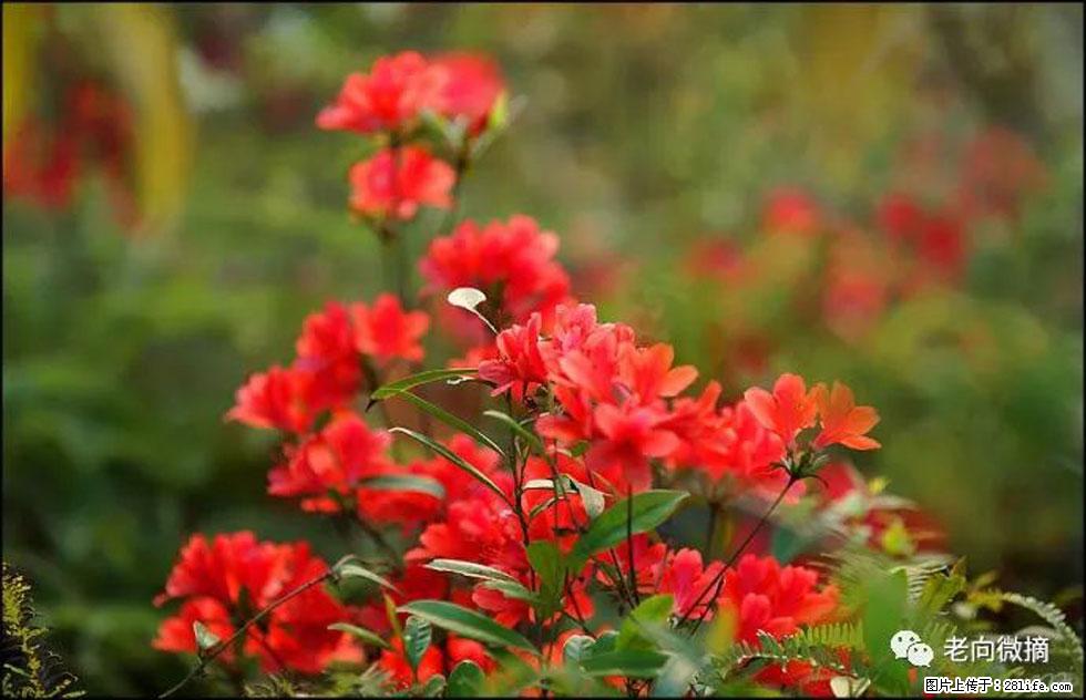 【春天,广西桂林灌阳县向您发出邀请!】登麒麟山,相约映山红 - 游山玩水 - 三门峡生活社区 - 三门峡28生活网 smx.28life.com