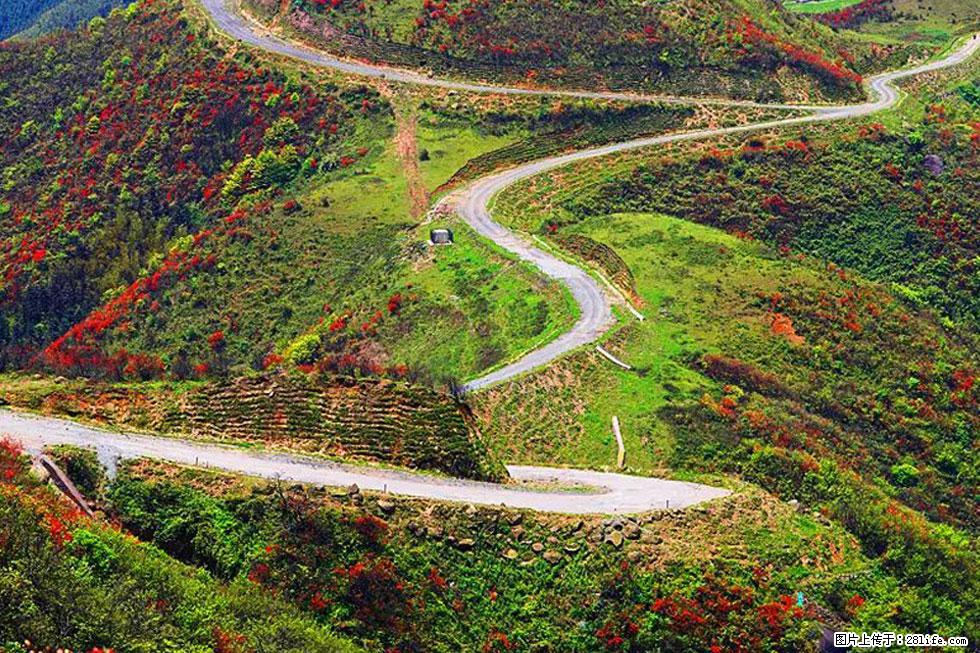 【春天，广西桂林灌阳县向您发出邀请！】春木界上映山红 - 游山玩水 - 三门峡生活社区 - 三门峡28生活网 smx.28life.com