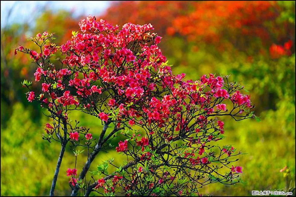 【春天，广西桂林灌阳县向您发出邀请！】春木界上映山红 - 游山玩水 - 三门峡生活社区 - 三门峡28生活网 smx.28life.com