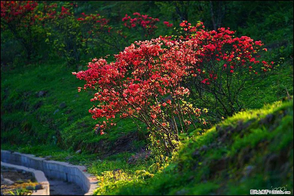 【春天，广西桂林灌阳县向您发出邀请！】春木界上映山红 - 游山玩水 - 三门峡生活社区 - 三门峡28生活网 smx.28life.com