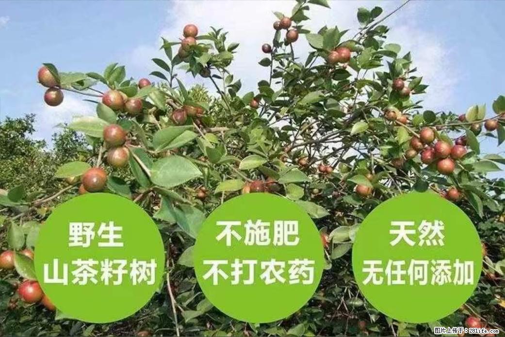 【灌阳县油茶产业示范区】一个有着充实的精神生活的人，对待身外之物自会有一种淡泊的态度 - 美食天地 - 三门峡生活社区 - 三门峡28生活网 smx.28life.com