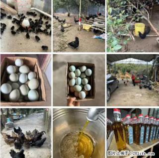 油茶园从小鸡仔开始养起的纯土鸡、土鸡蛋可以预定啦！还有前几天刚榨的纯山茶油哦 - 三门峡28生活网 smx.28life.com