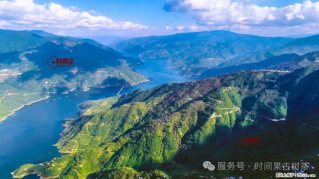 时间果百年古树龙珠普洱生茶 - 购物交流 - 三门峡生活社区 - 三门峡28生活网 smx.28life.com