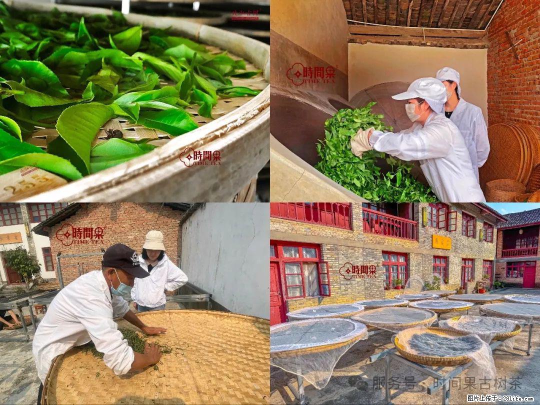 时间果百年古树龙珠普洱生茶 - 购物交流 - 三门峡生活社区 - 三门峡28生活网 smx.28life.com