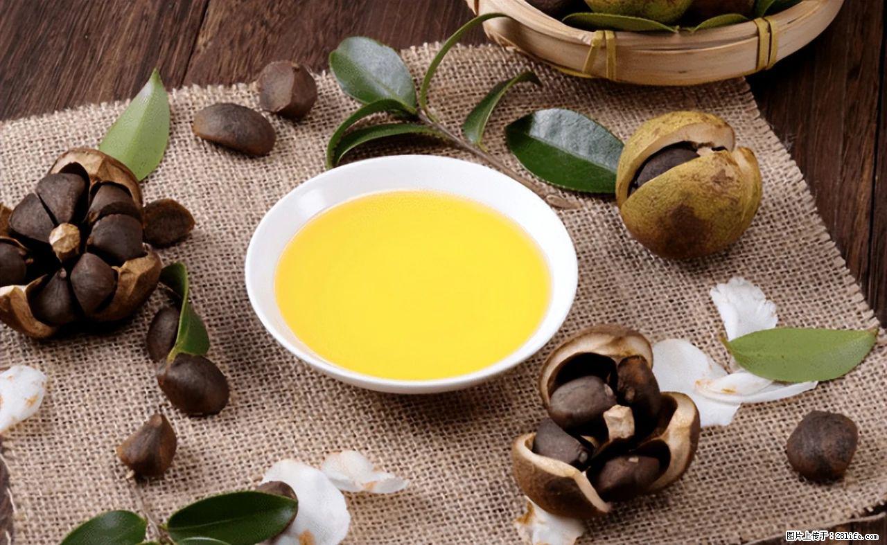 揭秘茶油的5大核心营养成分!被称为人体健康的“守护盾”! - 三门峡生活资讯 - 三门峡28生活网 smx.28life.com