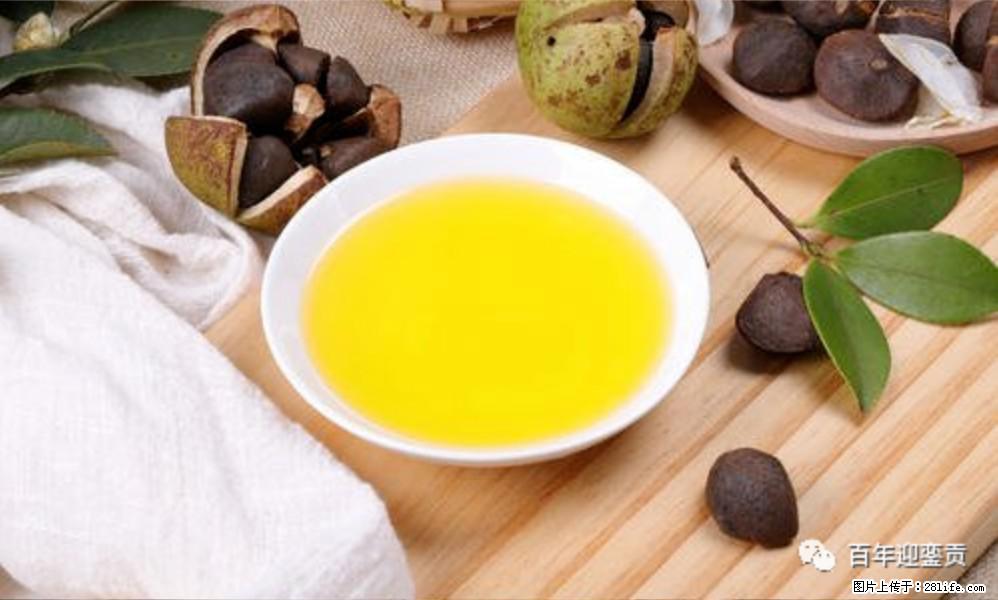 世界没有真相,只有认知,最好的食用油是中国的山茶油! - 三门峡生活资讯 - 三门峡28生活网 smx.28life.com