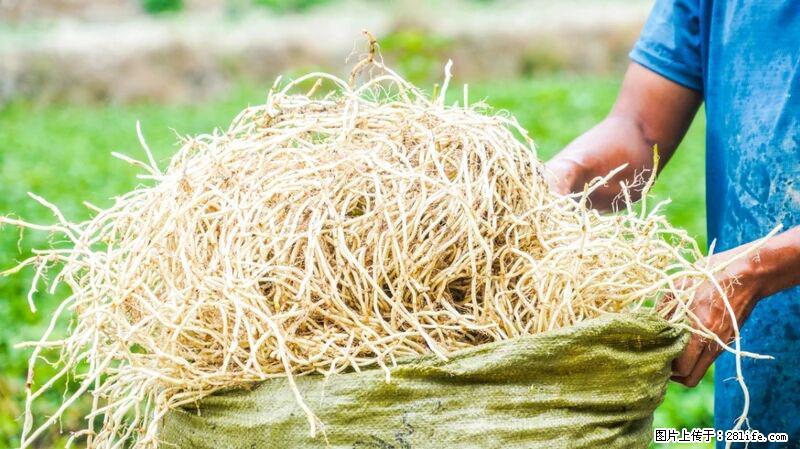 堪称“最难吃”的蔬菜，却是 “抗辐射神器”，还能护肺、清热、止咳化痰！ - 三门峡生活资讯 - 三门峡28生活网 smx.28life.com