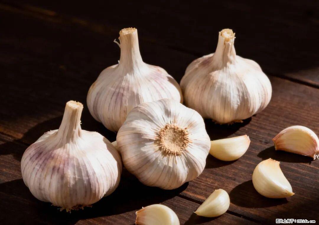 关于大蒜，除了“天然抗生素”，这4个谣言更该警惕! - 三门峡生活资讯 - 三门峡28生活网 smx.28life.com