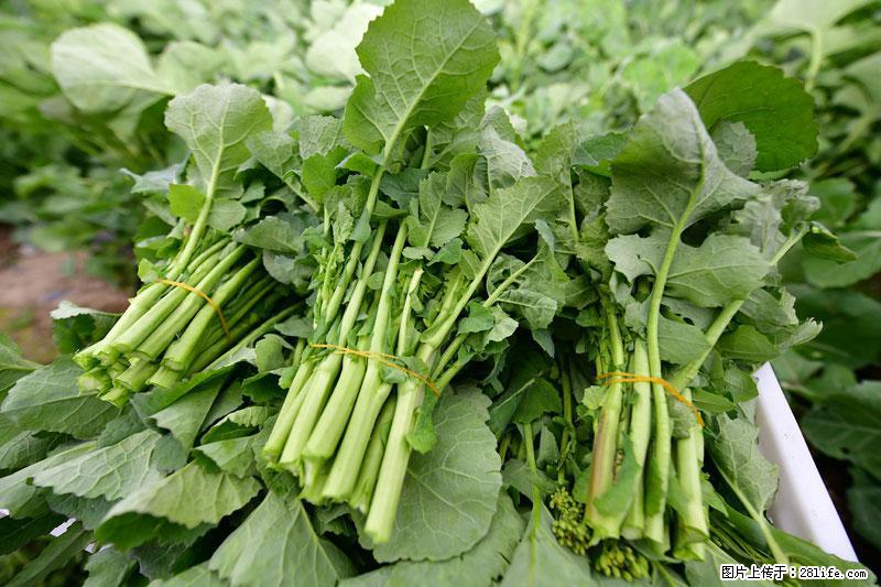 这些蔬菜是“天然钙片”，这6种被医生重点推荐 - 三门峡生活资讯 - 三门峡28生活网 smx.28life.com